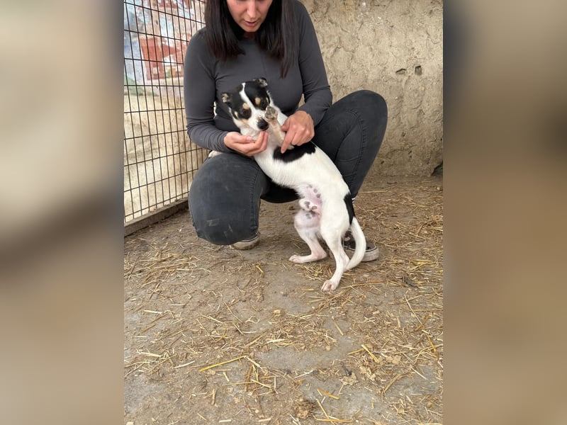 Foltos LM – kleiner Hund mit großem Herzen