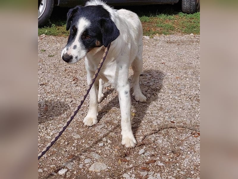 Toronto VA - Aktiver Racker sucht neues Zuhause