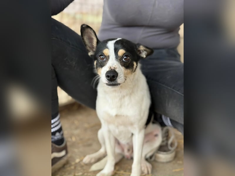 Foltos LM – kleiner Hund mit großem Herzen