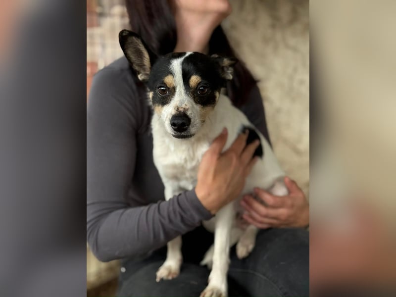 Foltos LM – kleiner Hund mit großem Herzen