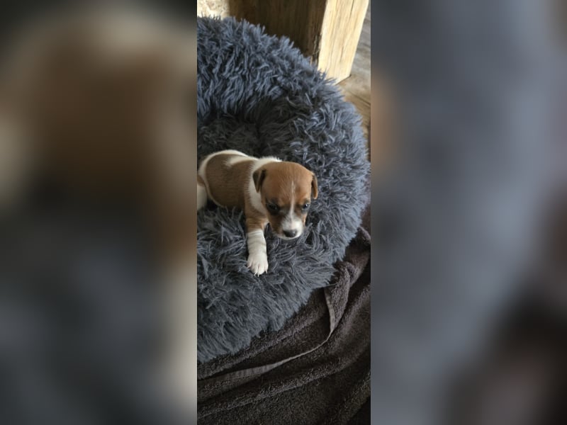 Jack Russell Terrier Welpen