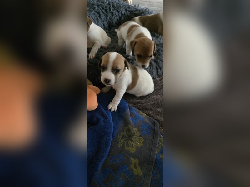 Jack Russell Terrier Welpen