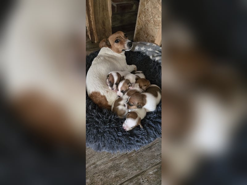Jack Russell Terrier Welpen