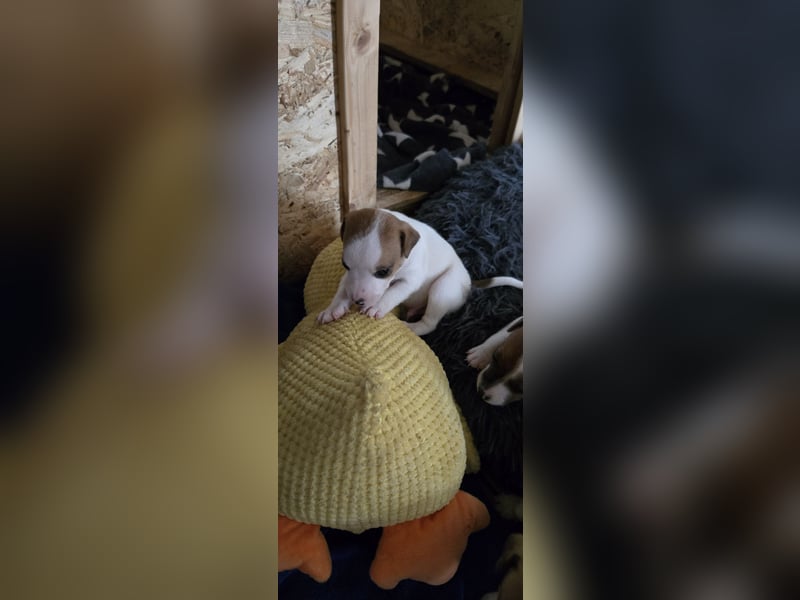 Jack Russell Terrier Welpen