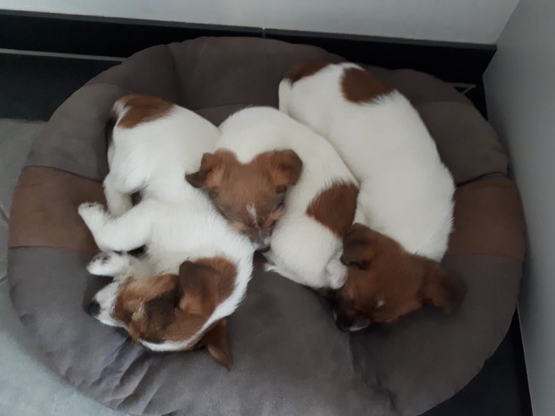 Jack Russell Terrier Deckrüde