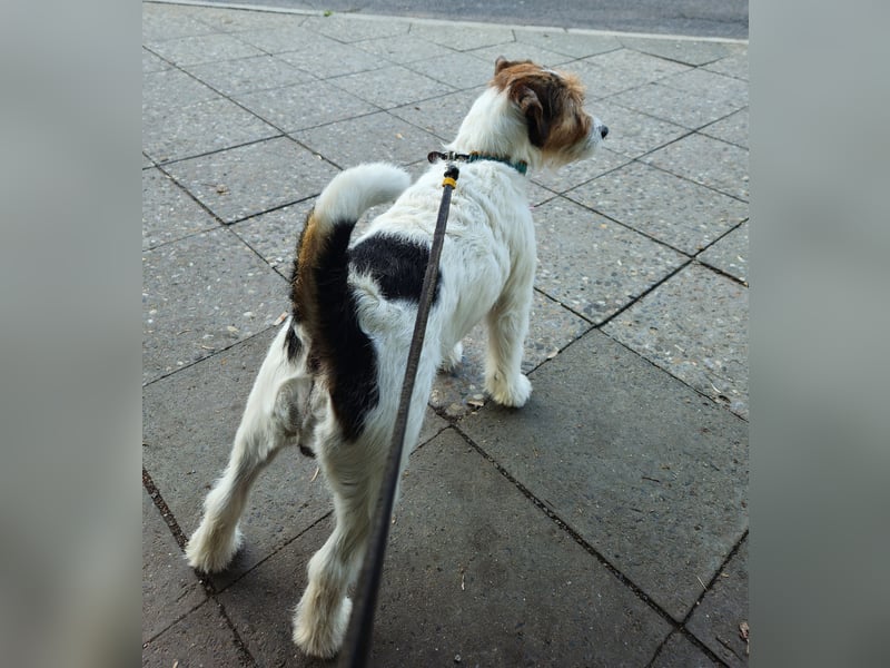 Jack Russell Terrier Deckrüde