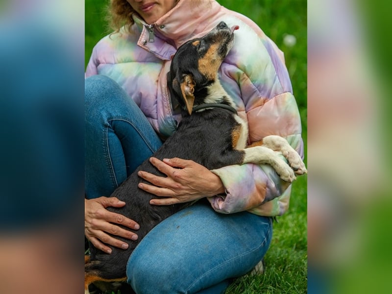 Bambi von kettenlos