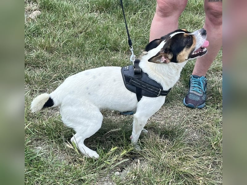Csiperke von kettenlos