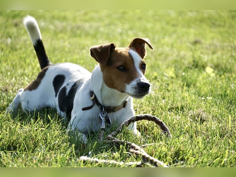 Jack Russell Terrier Deckrüde