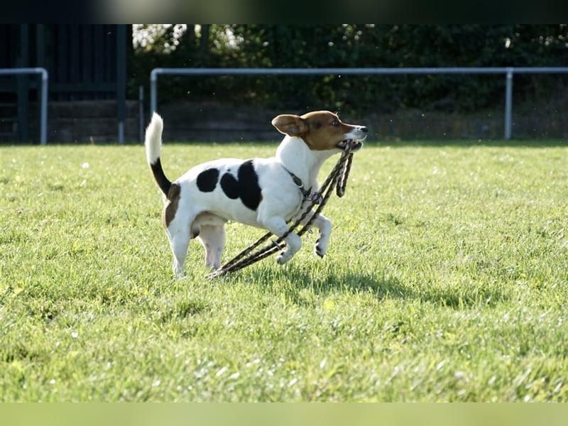Jack Russell Terrier Deckrüde