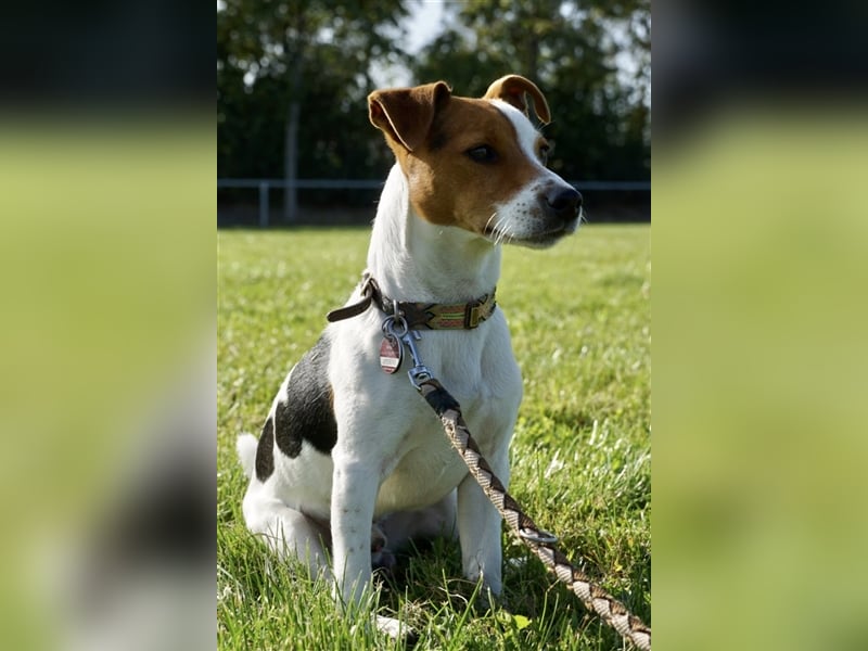 Jack Russell Terrier Deckrüde
