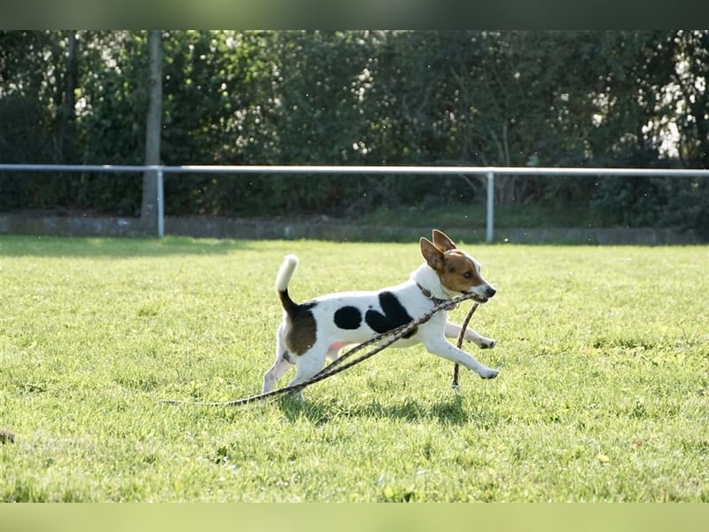 Jack Russell Terrier Deckrüde