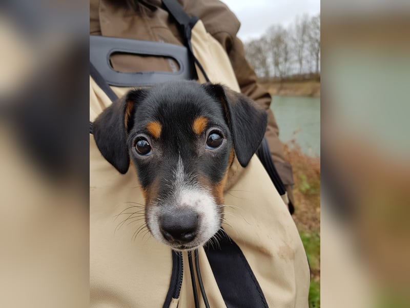 Jack Russell Deckrüde