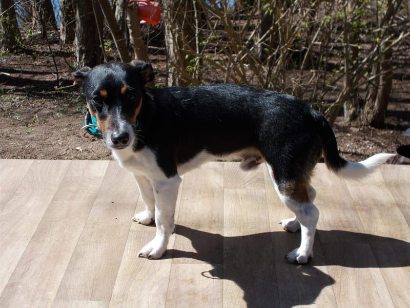 Jack Russell Deckrüde