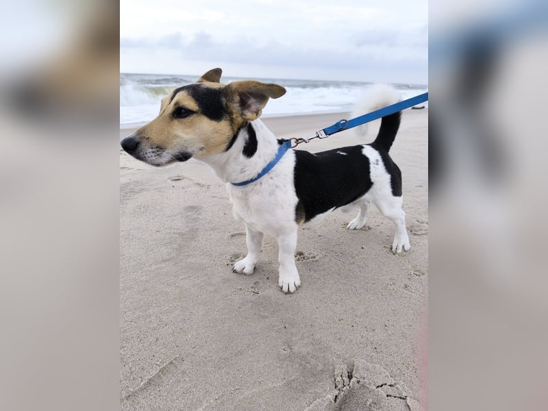 Jack Russell sucht ein liebevolles Zuhause
