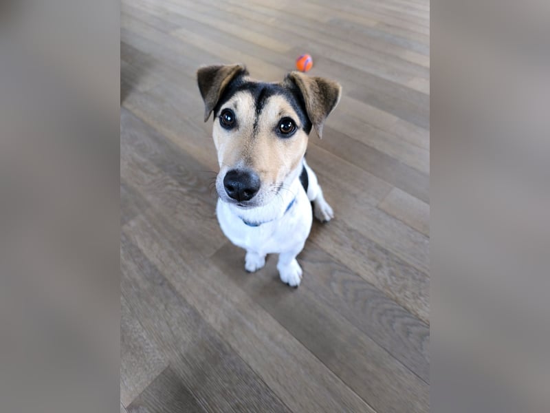 Jack Russell sucht ein liebevolles Zuhause