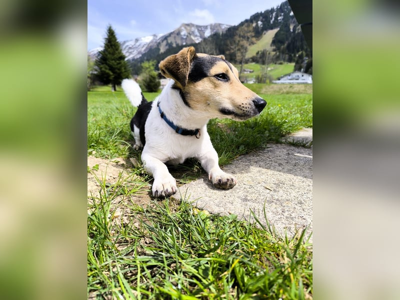 Jack Russell sucht ein liebevolles Zuhause