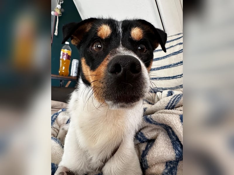 Spike sucht seine Menschen