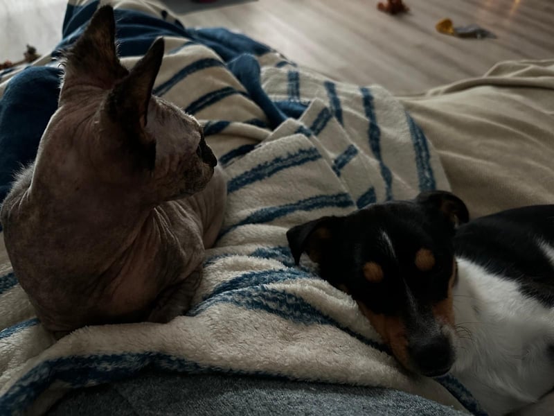 Spike sucht seine Menschen