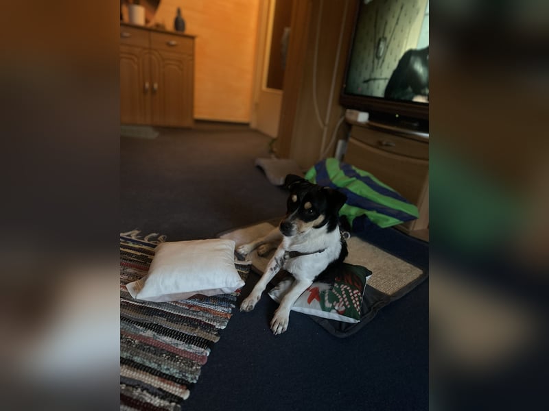 Spike sucht seine Menschen