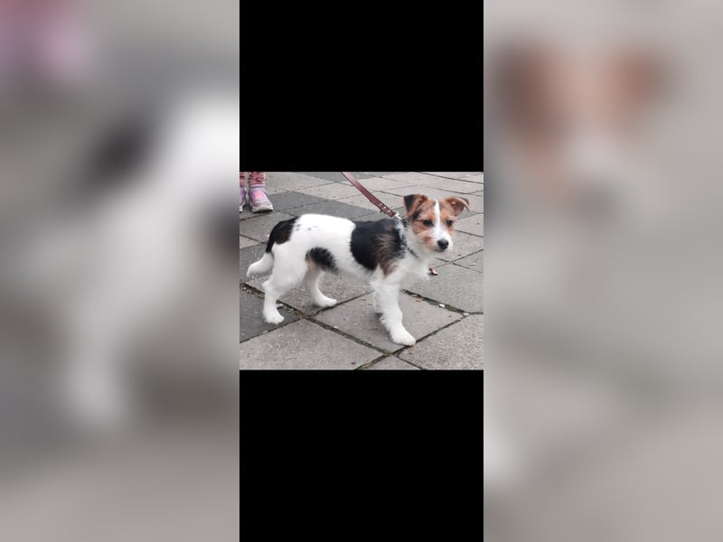 Bruno sucht sein Glück