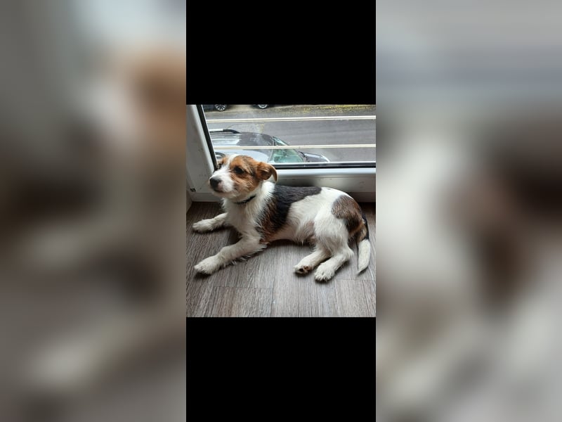 Bruno sucht sein Glück