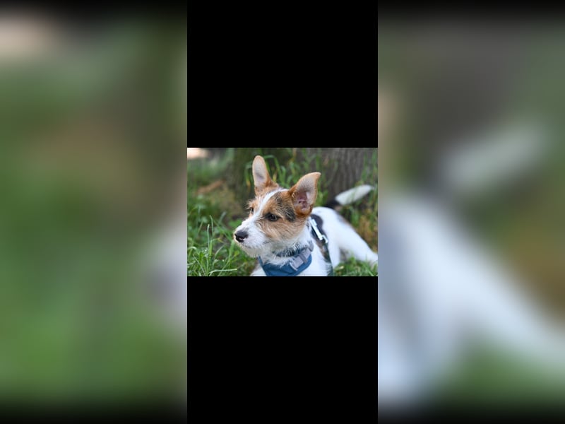 Bruno sucht sein Glück