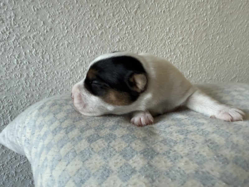Rüde, tricolor, rauhaarig
