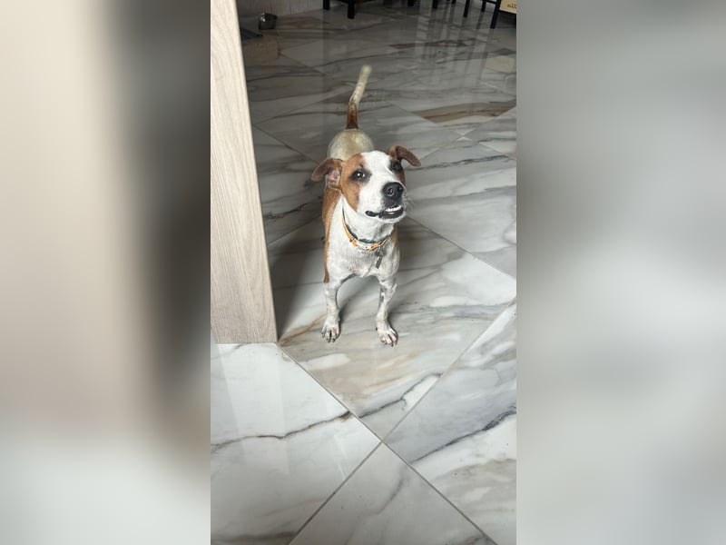 Benny - Vom Berg gerettet - Benny sucht sein Glück