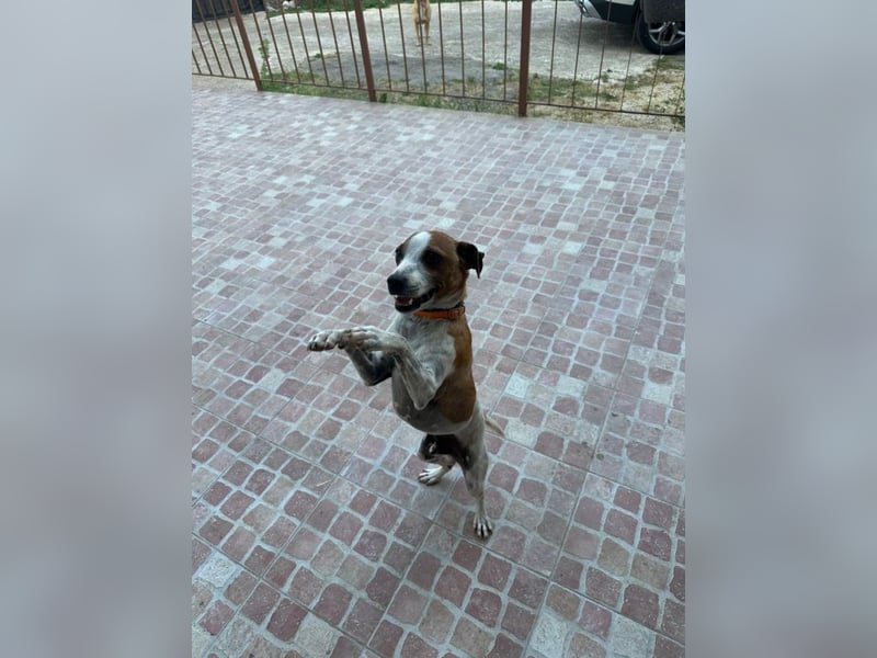 Benny - Vom Berg gerettet - Benny sucht sein Glück