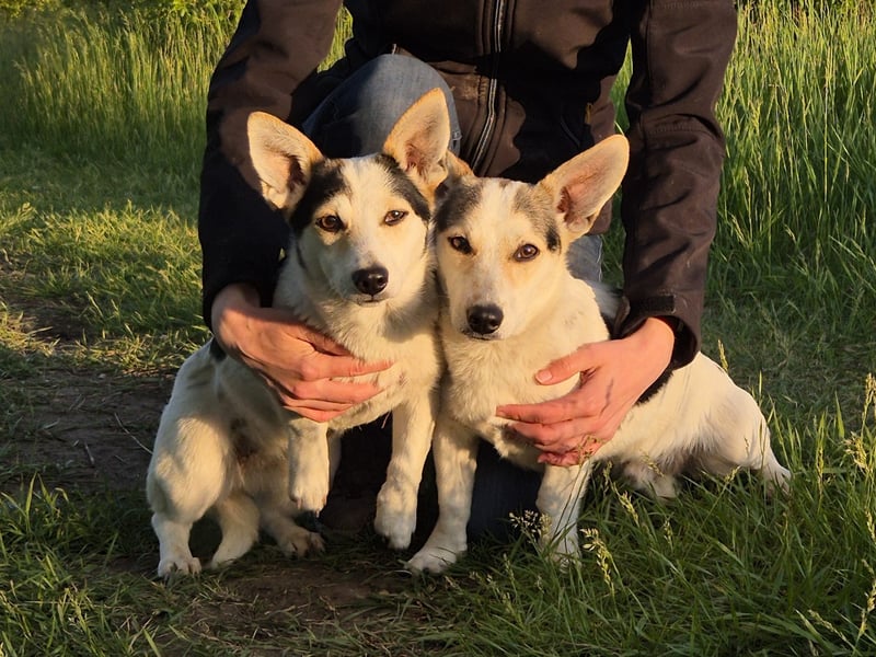 Mara und Max suchen ein Zuhause