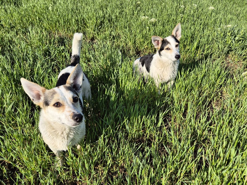 Mara und Max suchen ein Zuhause