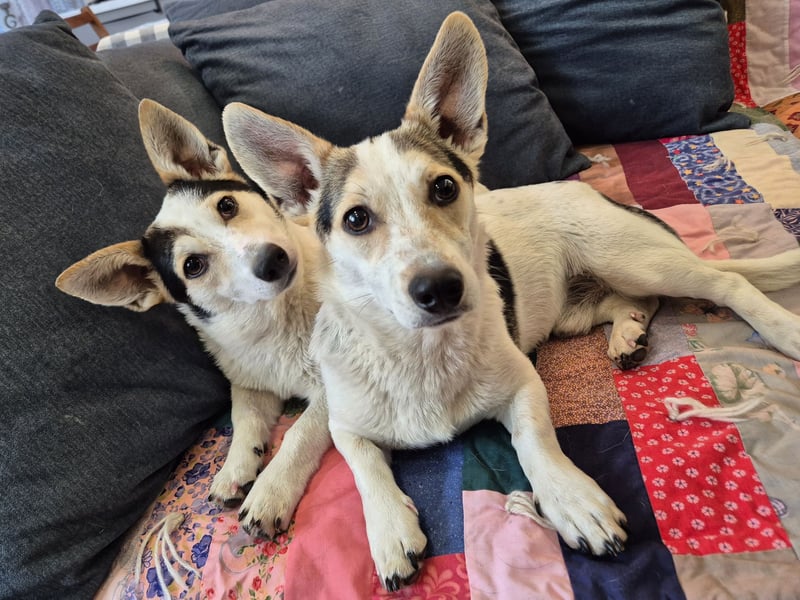 Mara und Max suchen ein Zuhause