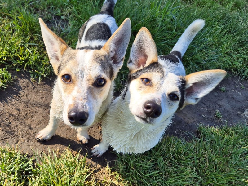Mara und Max suchen ein Zuhause