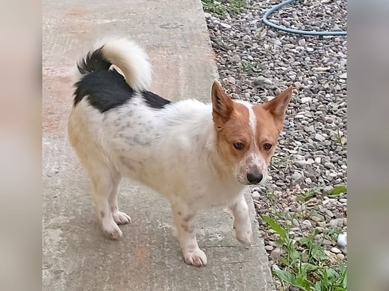❤️ superlieber Schmusebär BARNEY - 2,5 Jahre, 28cm/9kg - Jack-Russell-Mix ❤️