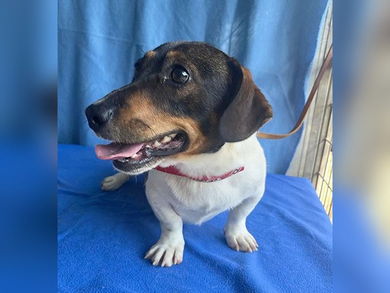 (R) ❤️ zauberhafter kleiner KARLI - 2,5 Jahre, 28cm/9kg - Jack Russell-Dackel-Mischling
