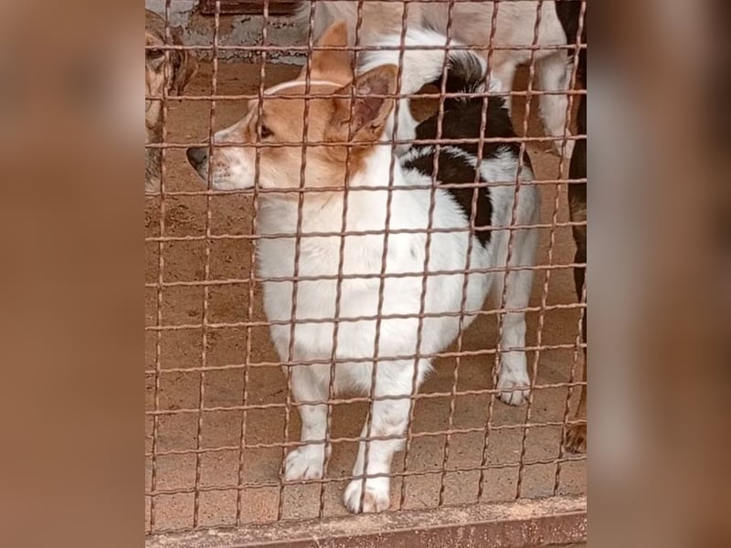 ❤️ superlieber Schmusebär BARNEY - 2,5 Jahre, 28cm/9kg - Jack-Russell-Mix ❤️