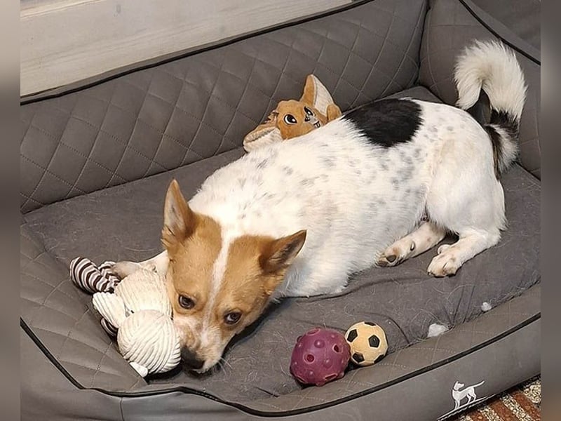 ❤️ superlieber Schmusebär BARNEY - 2,5 Jahre, 28cm/9kg - Jack-Russell-Mix ❤️
