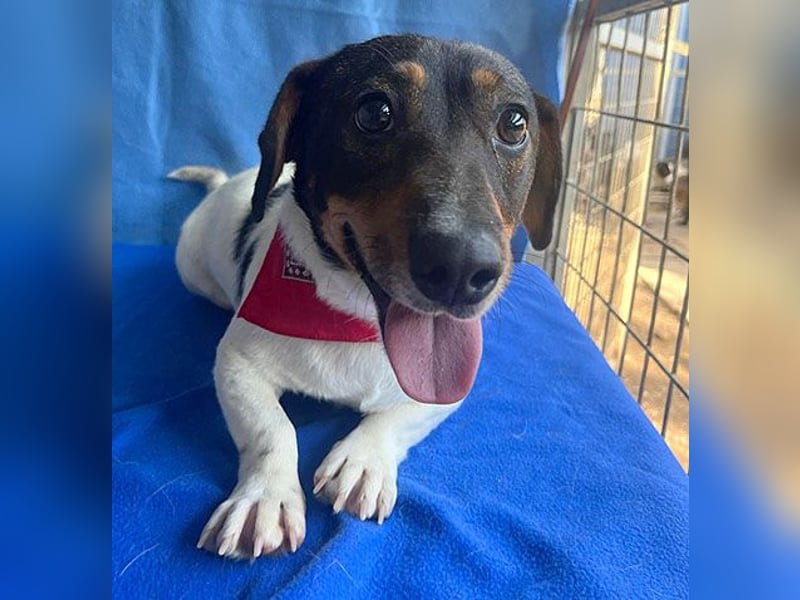 (R) ❤️ zauberhafter kleiner KARLI - 2,5 Jahre, 28cm/9kg - Jack Russell-Dackel-Mischling