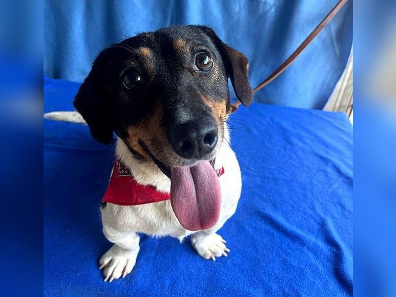 (R) ❤️ zauberhafter kleiner KARLI - 2,5 Jahre, 28cm/9kg - Jack Russell-Dackel-Mischling