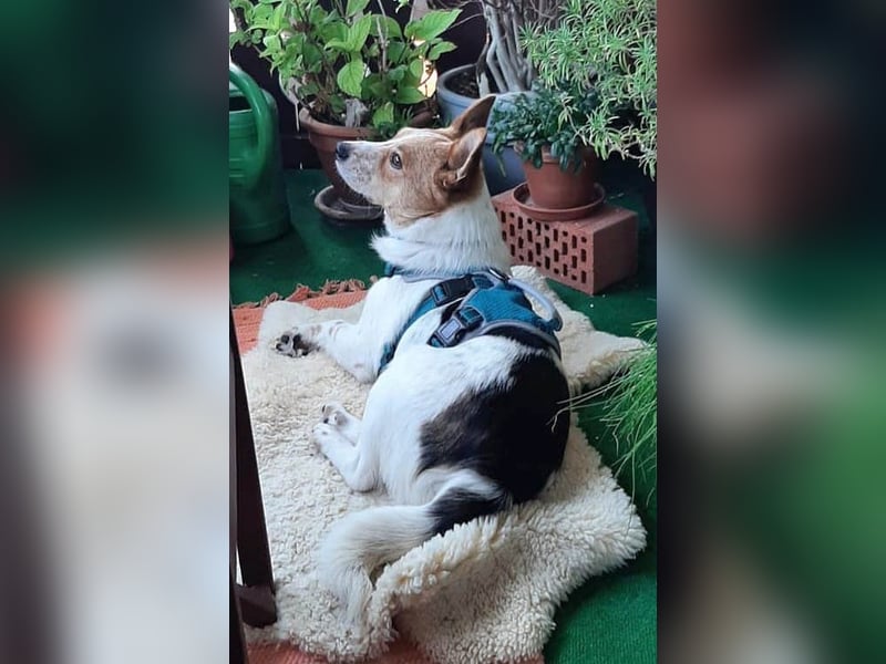 ❤️ superlieber Schmusebär BARNEY - 2,5 Jahre, 28cm/9kg - Jack-Russell-Mix ❤️