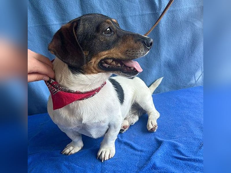 (R) ❤️ zauberhafter kleiner KARLI - 2,5 Jahre, 28cm/9kg - Jack Russell-Dackel-Mischling