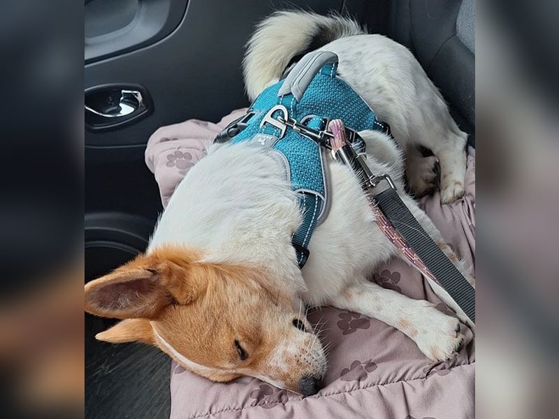 ❤️ superlieber Schmusebär BARNEY - 2,5 Jahre, 28cm/9kg - Jack-Russell-Mix ❤️