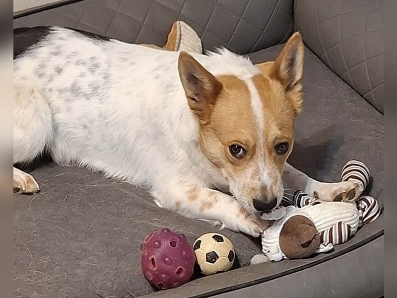 ❤️ superlieber Schmusebär BARNEY - 2,5 Jahre, 28cm/9kg - Jack-Russell-Mix ❤️
