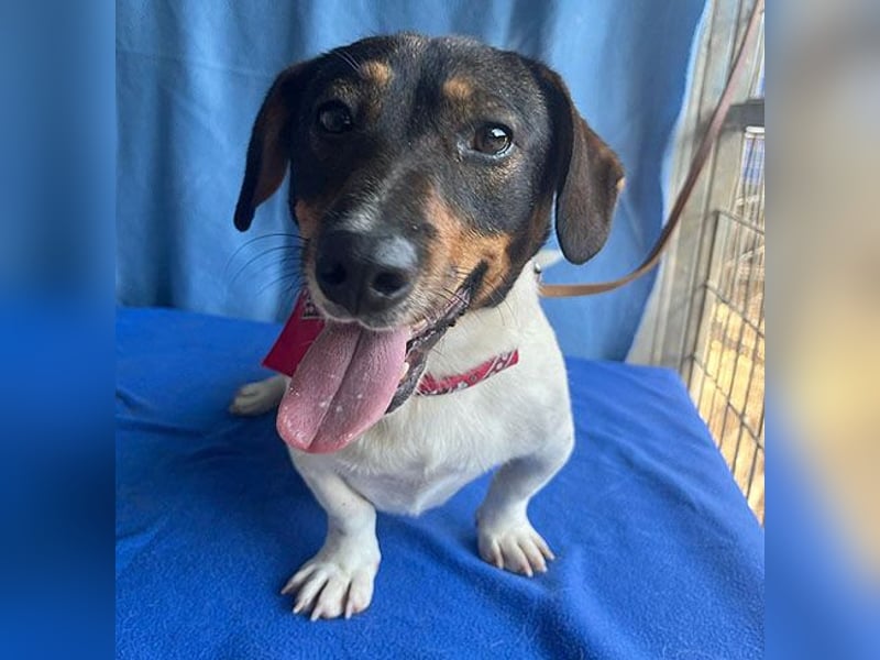 (R) ❤️ zauberhafter kleiner KARLI - 2,5 Jahre, 28cm/9kg - Jack Russell-Dackel-Mischling