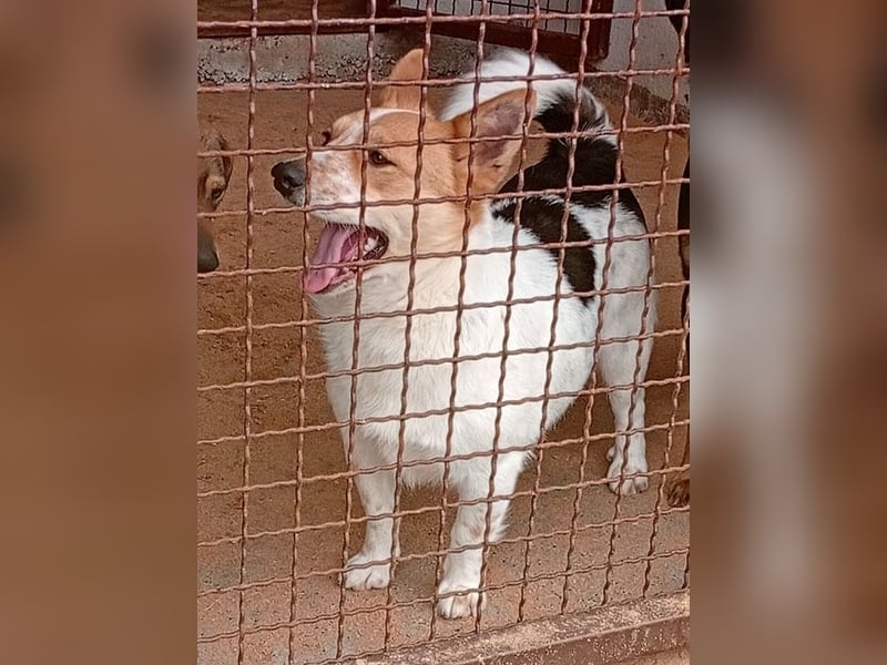 ❤️ superlieber Schmusebär BARNEY - 2,5 Jahre, 28cm/9kg - Jack-Russell-Mix ❤️