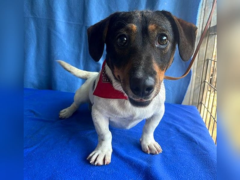 (R) ❤️ zauberhafter kleiner KARLI - 2,5 Jahre, 28cm/9kg - Jack Russell-Dackel-Mischling