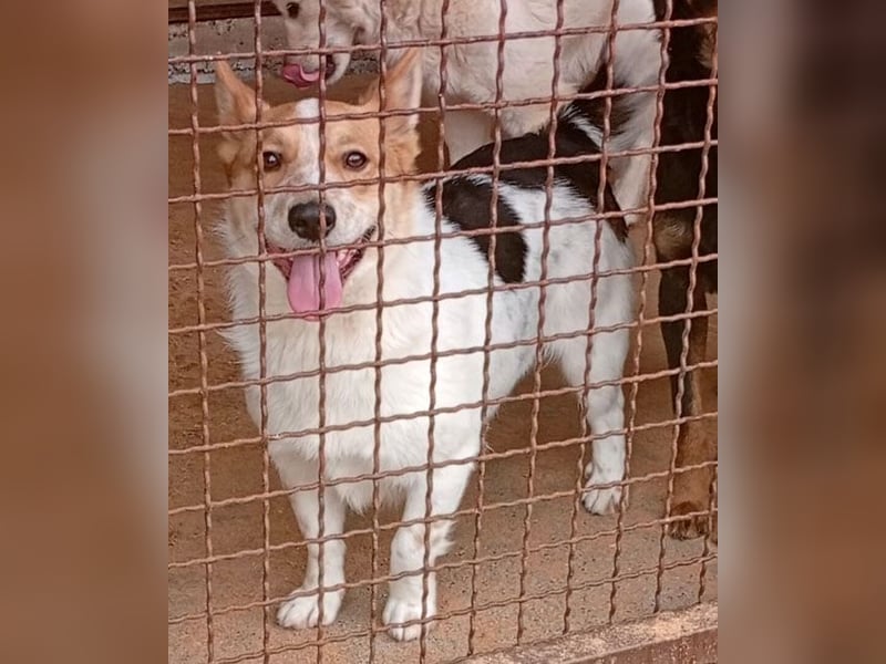 ❤️ superlieber Schmusebär BARNEY - 2,5 Jahre, 28cm/9kg - Jack-Russell-Mix ❤️