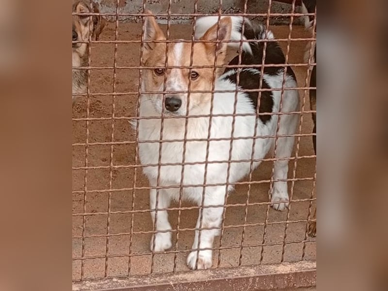❤️ superlieber Schmusebär BARNEY - 2,5 Jahre, 28cm/9kg - Jack-Russell-Mix ❤️