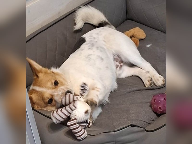 ❤️ superlieber Schmusebär BARNEY - 2,5 Jahre, 28cm/9kg - Jack-Russell-Mix ❤️